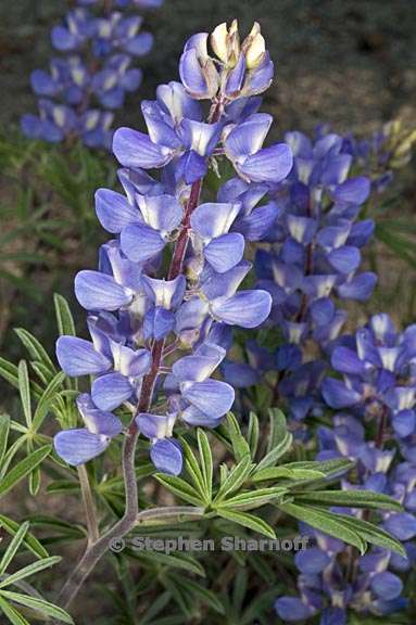 lupinus fulcratus 2 graphic